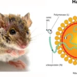 Sắp có loại virus "Covid tiếp theo" 8 ca nhiễm có tới 3 ca tử vong